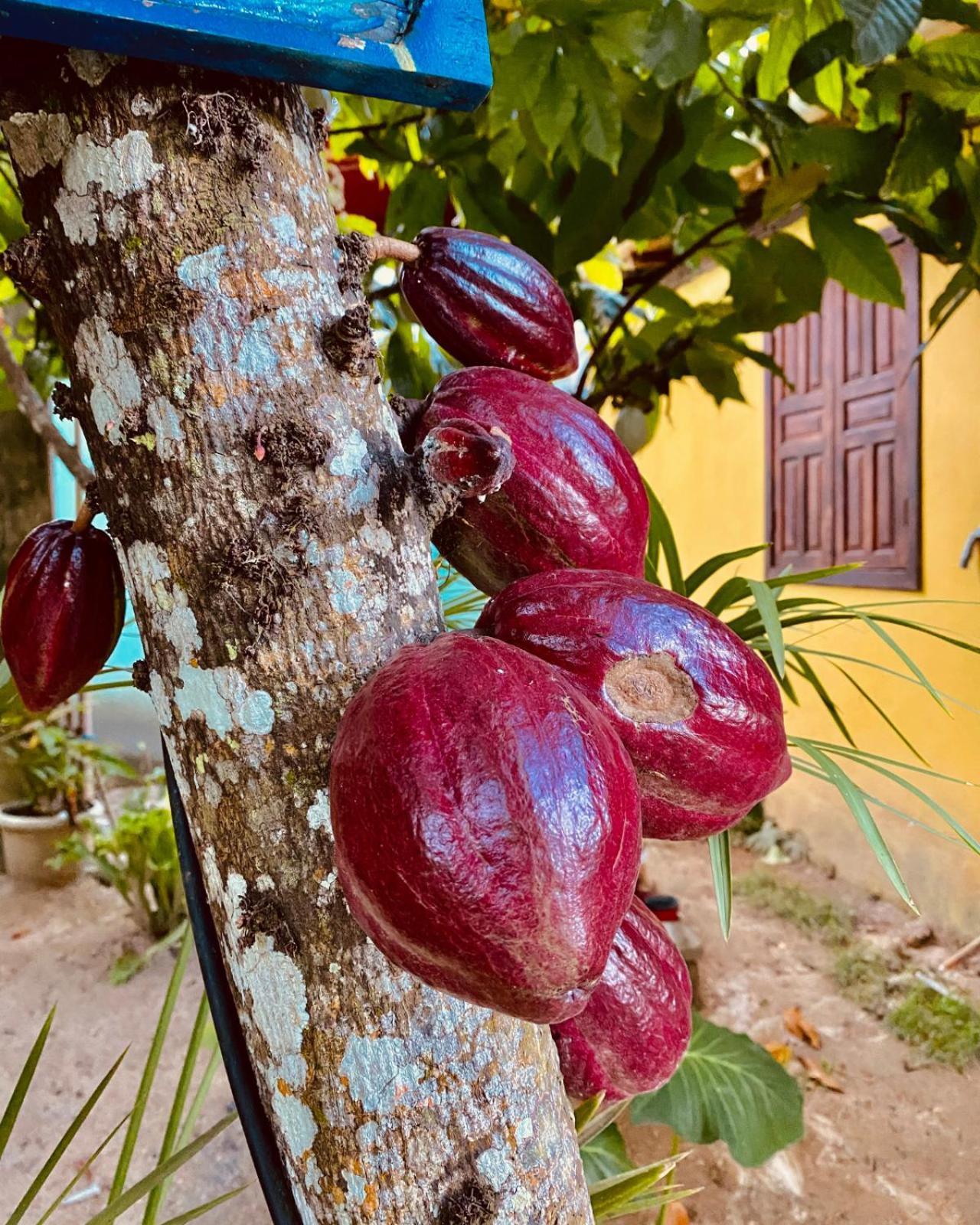 Caraiva Recanto Pousada De Ferias Exterior foto